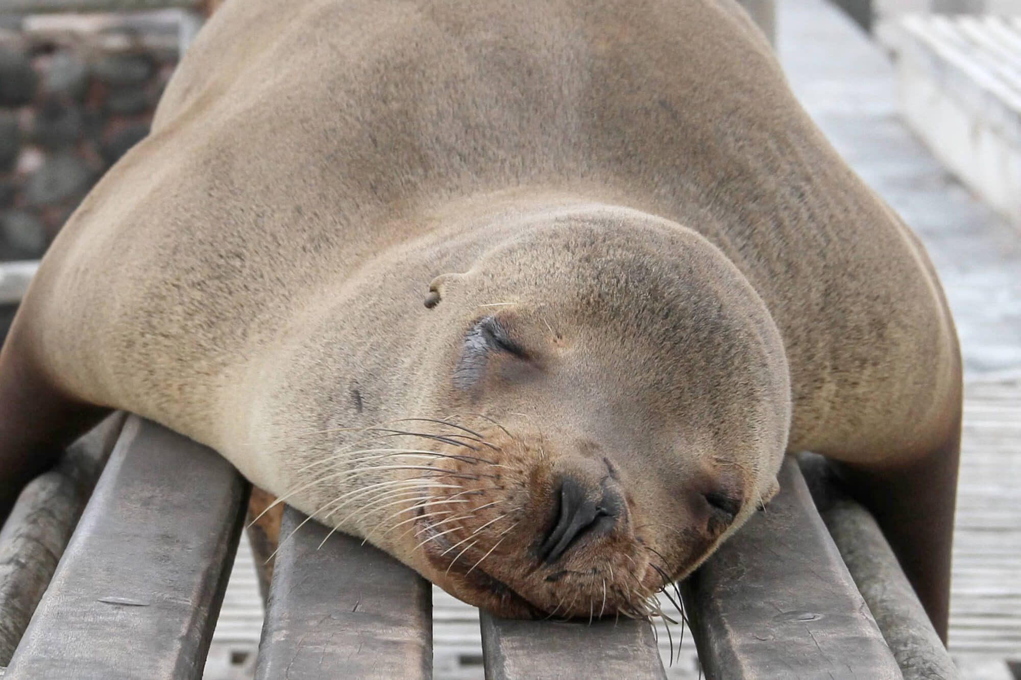 sea lion napping